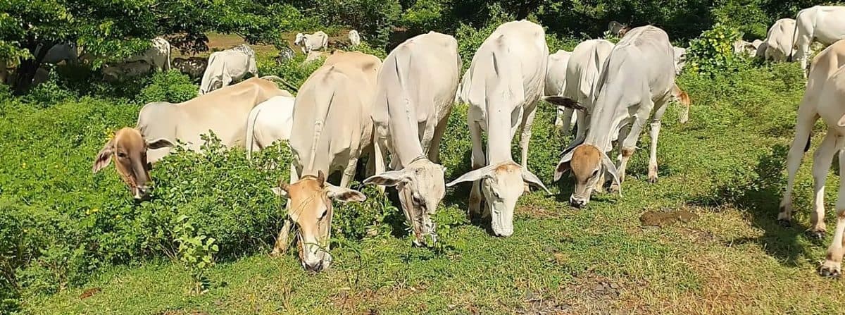 Grazing on natural pasture